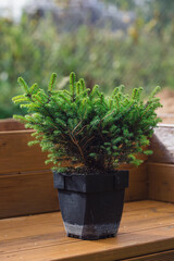 A small seedling of a decorative spruce in a pot on a wooden bench