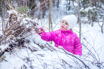 Little girl of 5 years builds hut from coniferous branches in the winter forest