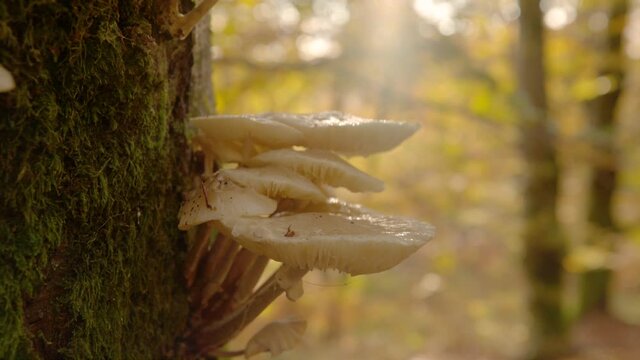CLOSE UP, LENS FLARE, DOF: Tree mushrooms growing in autumn colored forest are illuminated by evening sunshine. Detailed shot of golden sunbeams shining on tinder fungus growing on the side of a tree.