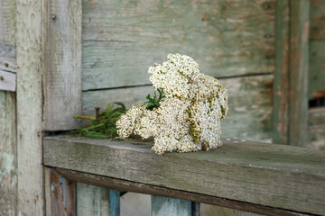 Yarrow dry on the wooden board © irina