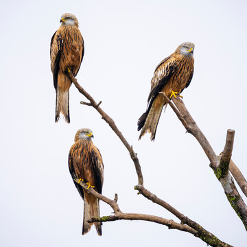Red kite bird looking out over the forest looking for food. This picture is photographed from a hiding place.