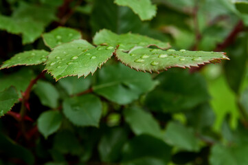 Drops on the leaves of rose
