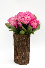 Bouquet of pink peonies isolated on the white background in wooden vase
