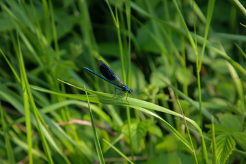 Eine große Blaue Libelle versteckt sich im Gras.