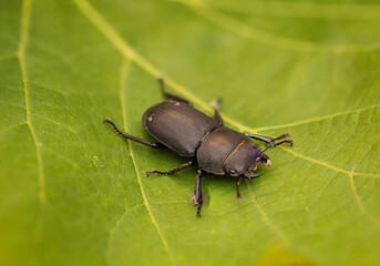 Ein großer schwarzer Käfer auf einem Blatt einer Pflanze.
