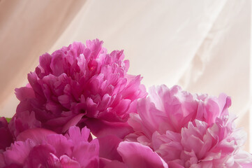 Fototapeta premium Bouquet of pink peonies in vase on a beige background