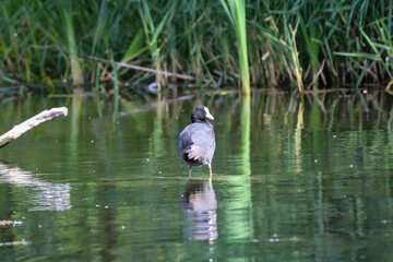 Ein Blässhuhn steht auf einem Ast in einem Gewässer, Teich, See.