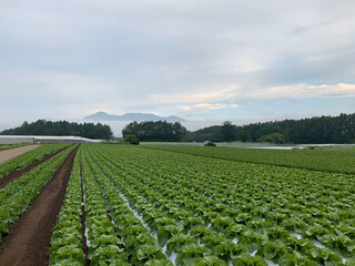 白菜 畑 高原野菜 農業 長野県