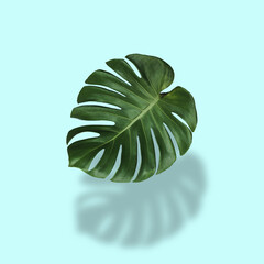Naklejka na ściany i meble Monstera leaves in tropical forest isolated on pastel background with shadows.