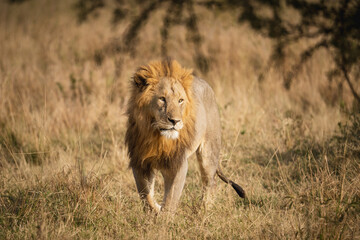Löwe in der Wildnis, Afrika