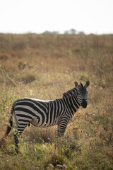 Zebra in der Wildnis 
