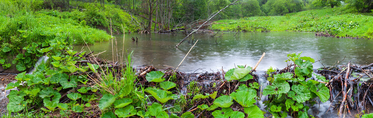 Beaver lodges in the Bieszczady National Park, Bieszczady Mountains