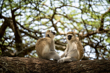 Affen auf Baum in Afrika