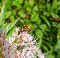 Hoverfly on flower head
