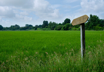 Empty wooden signboard in rice fields.