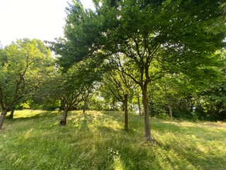 Natur, Felder, Kornfelder, Blumen, Bäume