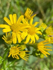 Natur, Felder, Kornfelder, Blumen, Bäume