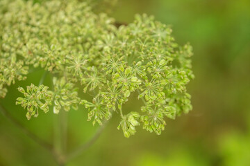 Green summer foliage abstract texture with leaves and blur background