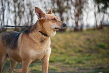 A beautiful stray dog in a shelter on overexposure.