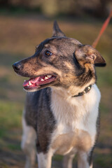 A beautiful stray dog in a shelter on overexposure.