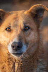 A beautiful stray dog in a shelter on overexposure.