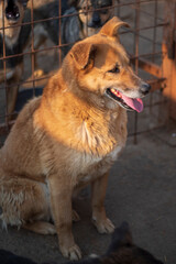 Naklejka na ściany i meble A beautiful stray dog in a shelter on overexposure.