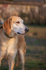 A beautiful stray dog in a shelter on overexposure.