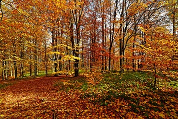 Autumn forest on the way to Bukowe Berdo, Bieszczady Mountains