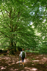 Woman walking between Common Beech (Fagus sylvatica) tree in a woodland in summer.