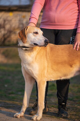 A beautiful stray dog in a shelter on overexposure.