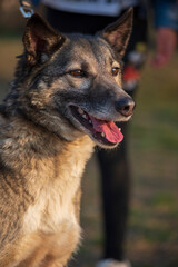 A beautiful stray dog in a shelter on overexposure.