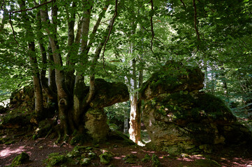 Sunlight shining through lush green leaves on a Common Beech (Fagus sylvatica) tree in a woodland in summer.
