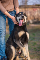 A beautiful stray dog in a shelter on overexposure.