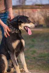 A beautiful stray dog in a shelter on overexposure.