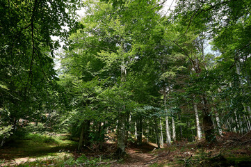 Sunlight shining through lush green leaves on a Common Beech (Fagus sylvatica) tree in a woodland in summer.
