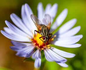 wild bee on white flower