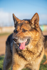 A beautiful stray dog in a shelter on overexposure.