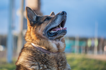 A beautiful stray dog in a shelter on overexposure.