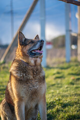 A beautiful stray dog in a shelter on overexposure.