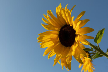 Sonnenblume mit blauem Himmel Wolkenlos