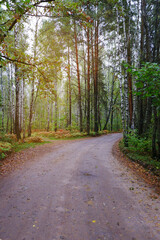 Fototapeta premium The road after the rain in the forest