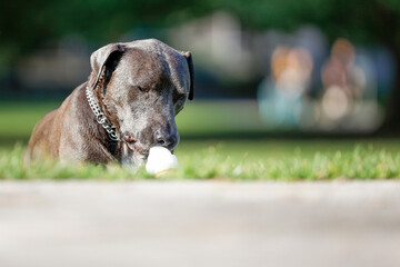 Dog Enjoying an Ice Cream Cone on a Sunny Day in the Park