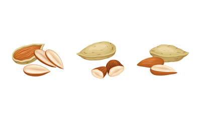 Blanched and Unshelled Almond Nut as Edible Seed Vector Set