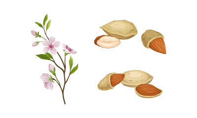 Almond Nut as Edible Seed and Blooming Flowering Plant Branch Vector Set