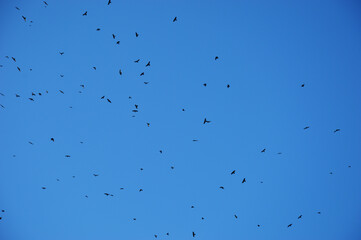 a flock of black birds in the sky is blue. crows. background for the design.