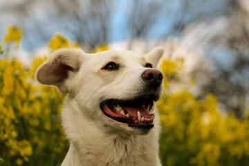 beautiful white mixed dog head portrait in a yellow rape seed field