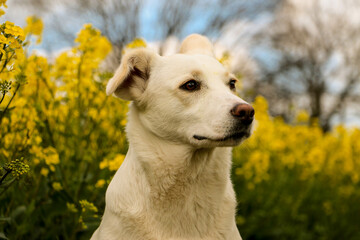 beautiful white mixed dog head portrait in a yellow rape seed field