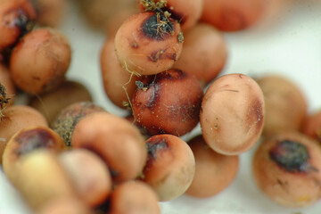 egg moth Attacus atlas