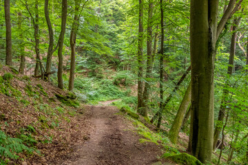 Idyllic forest scenery