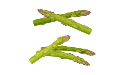 Fresh Green Cultivated Asparagus or Sparrow Grass Vector Set